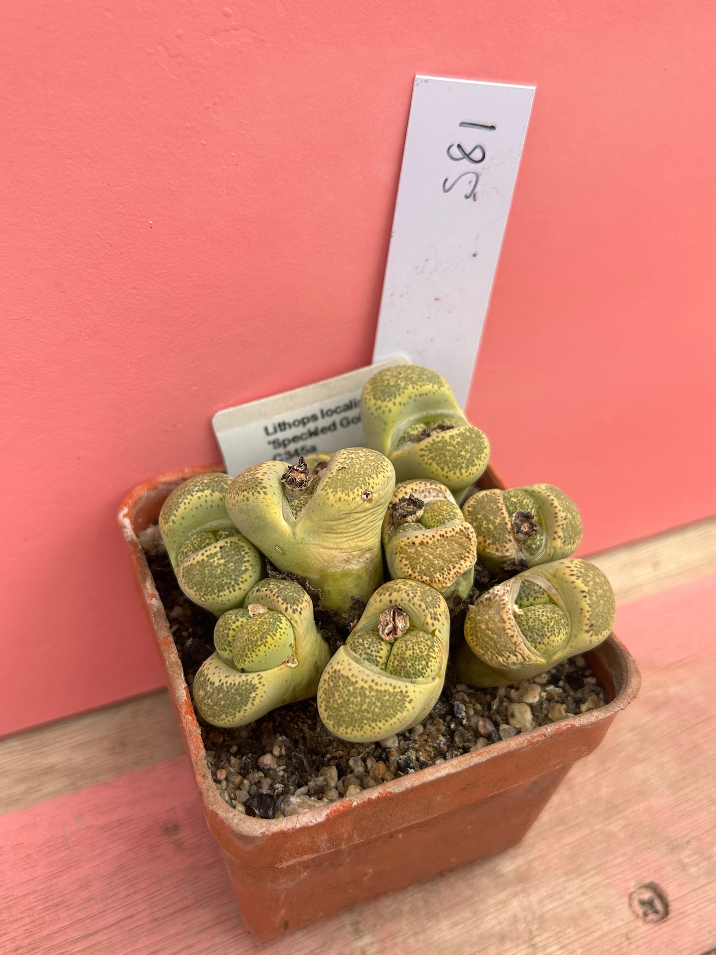 Lithops 'Speckled Gold' (581)