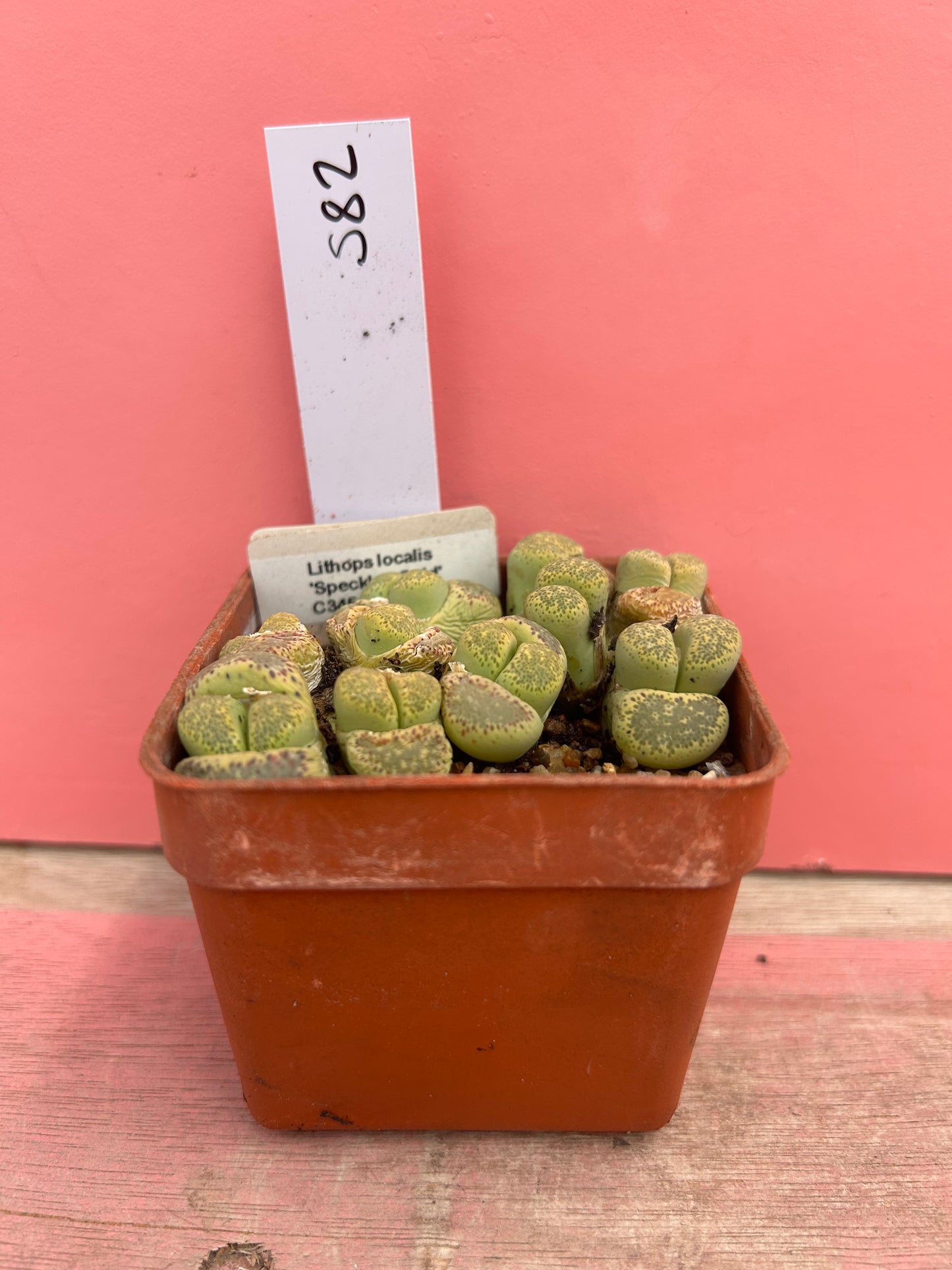Lithops 'Speckled Gold' (582)