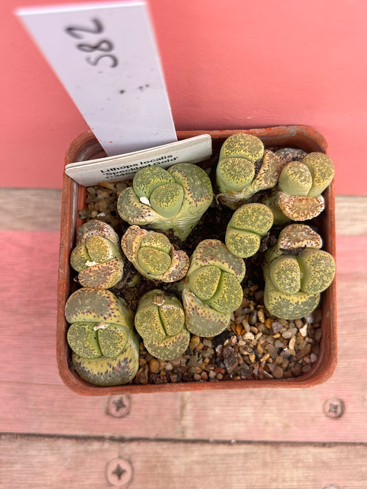 Lithops 'Speckled Gold' (582)
