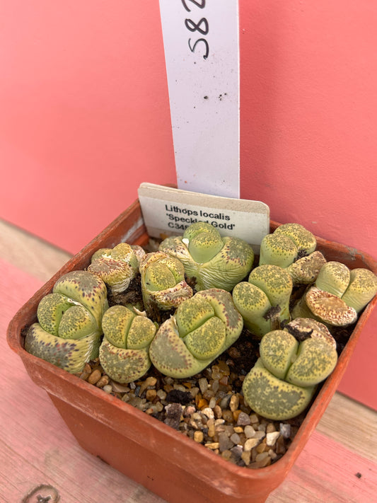 Lithops 'Speckled Gold' (582)