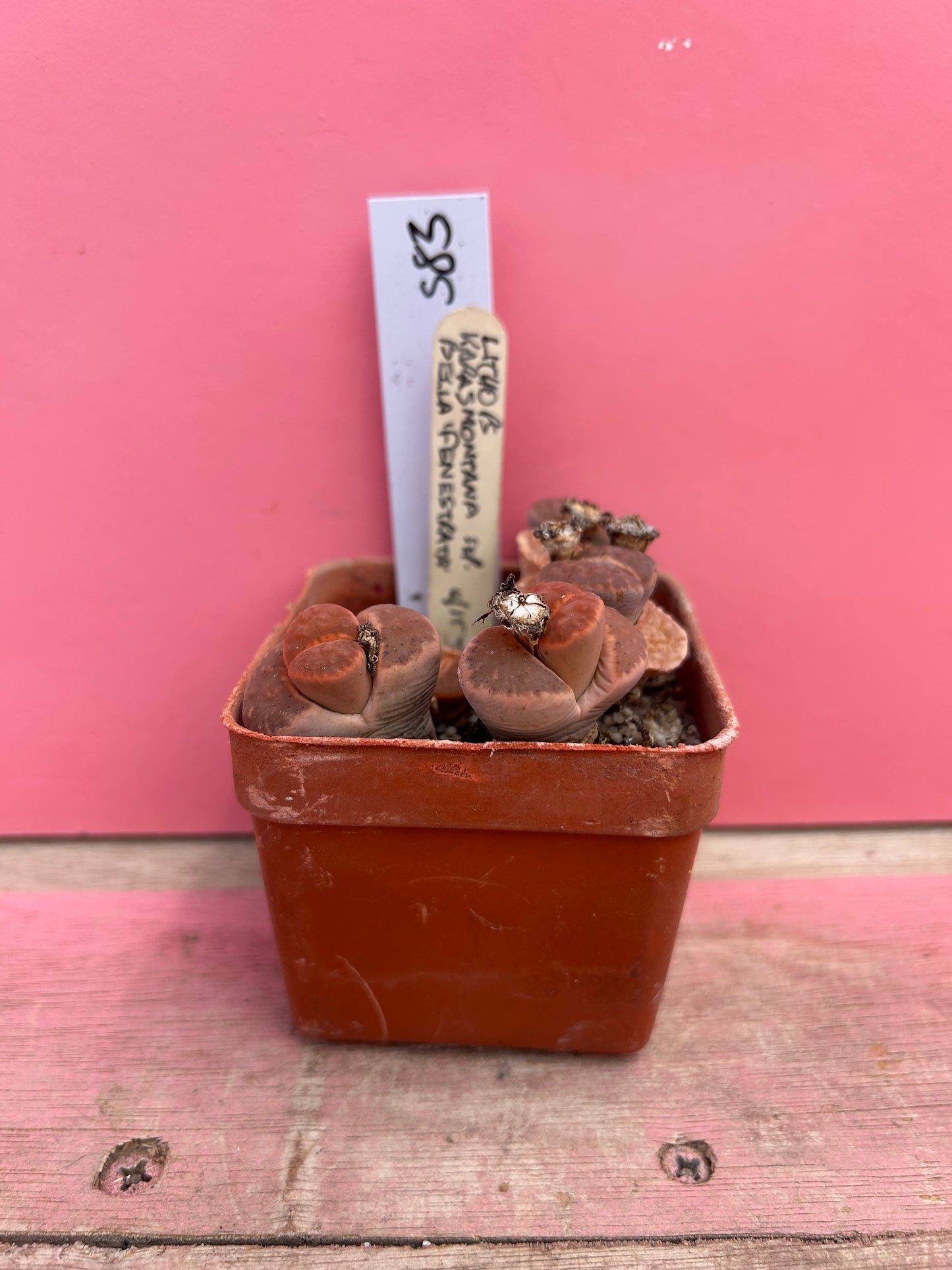 Lithops karasmontana ssp bella fenestrata (583)
