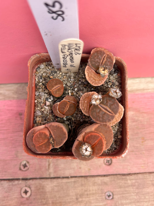 Lithops karasmontana ssp bella fenestrata (583)