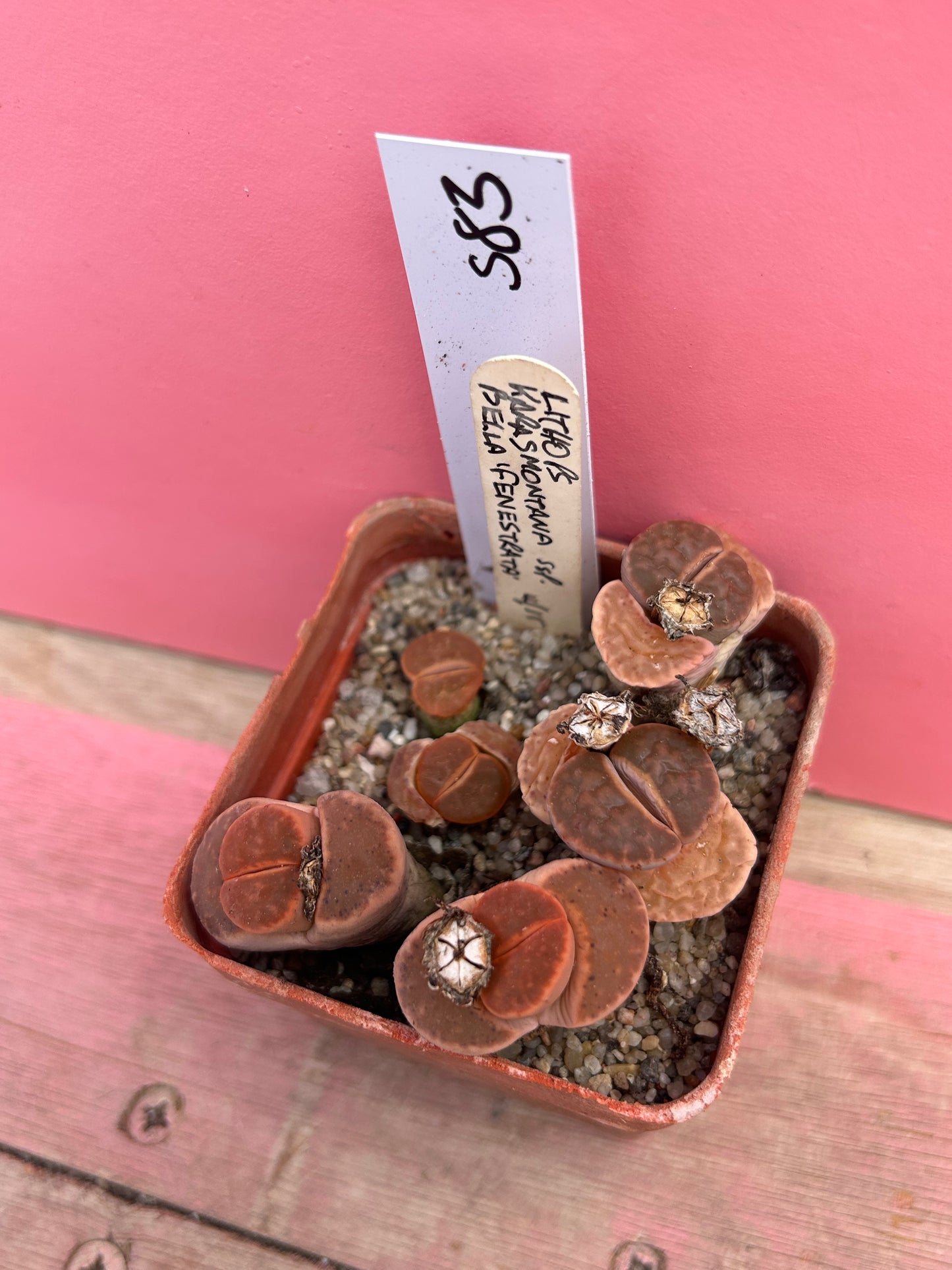 Lithops karasmontana ssp bella fenestrata (583)