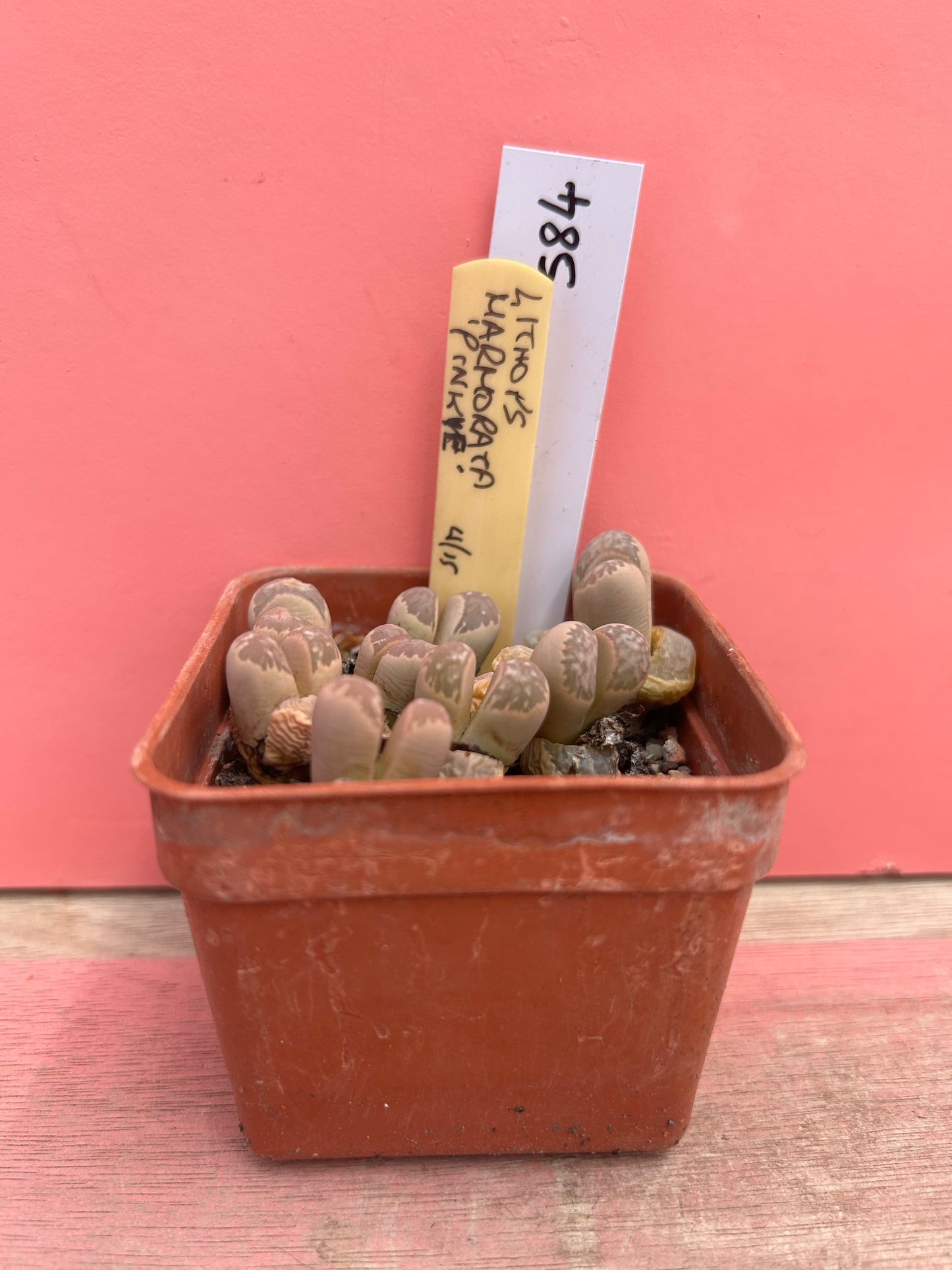Lithops marhorata 'pinkye' (584)