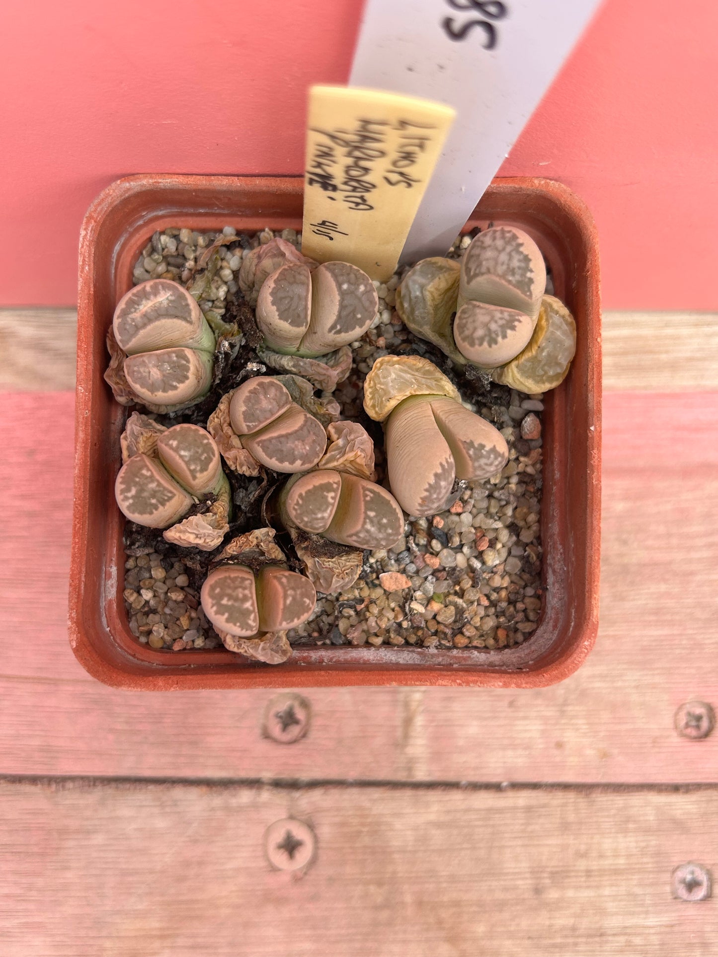 Lithops marhorata 'pinkye' (584)
