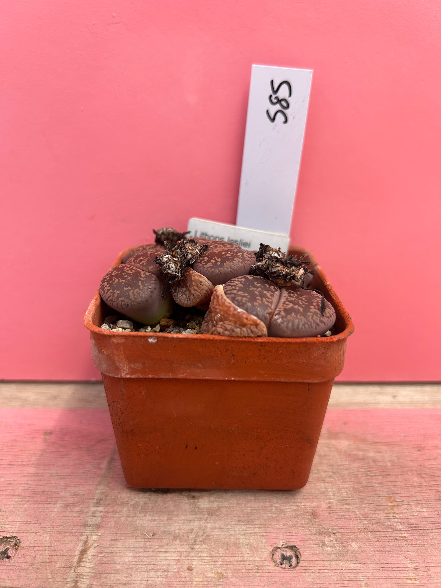 Lithops leslei 'Warrenton Form' (585)