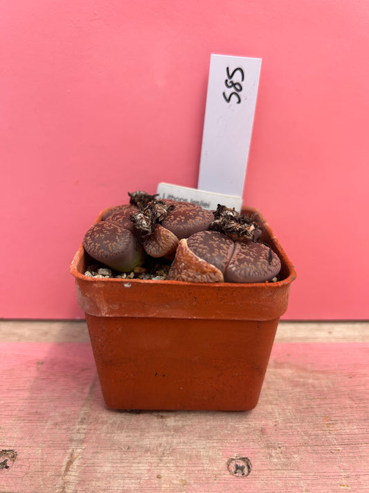 Lithops leslei 'Warrenton Form' (585)
