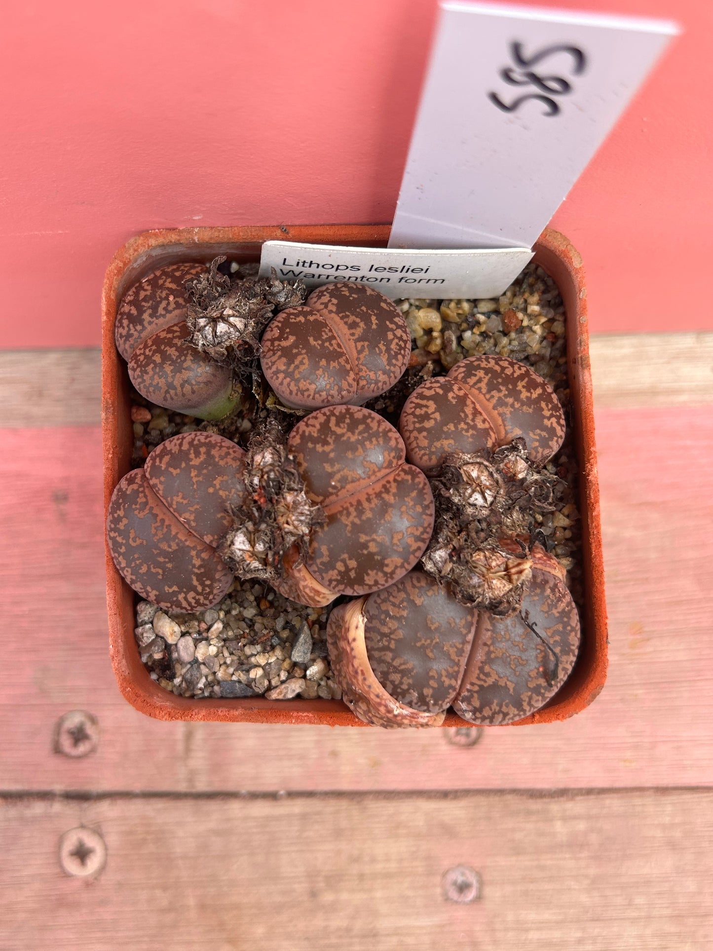 Lithops leslei 'Warrenton Form' (585)