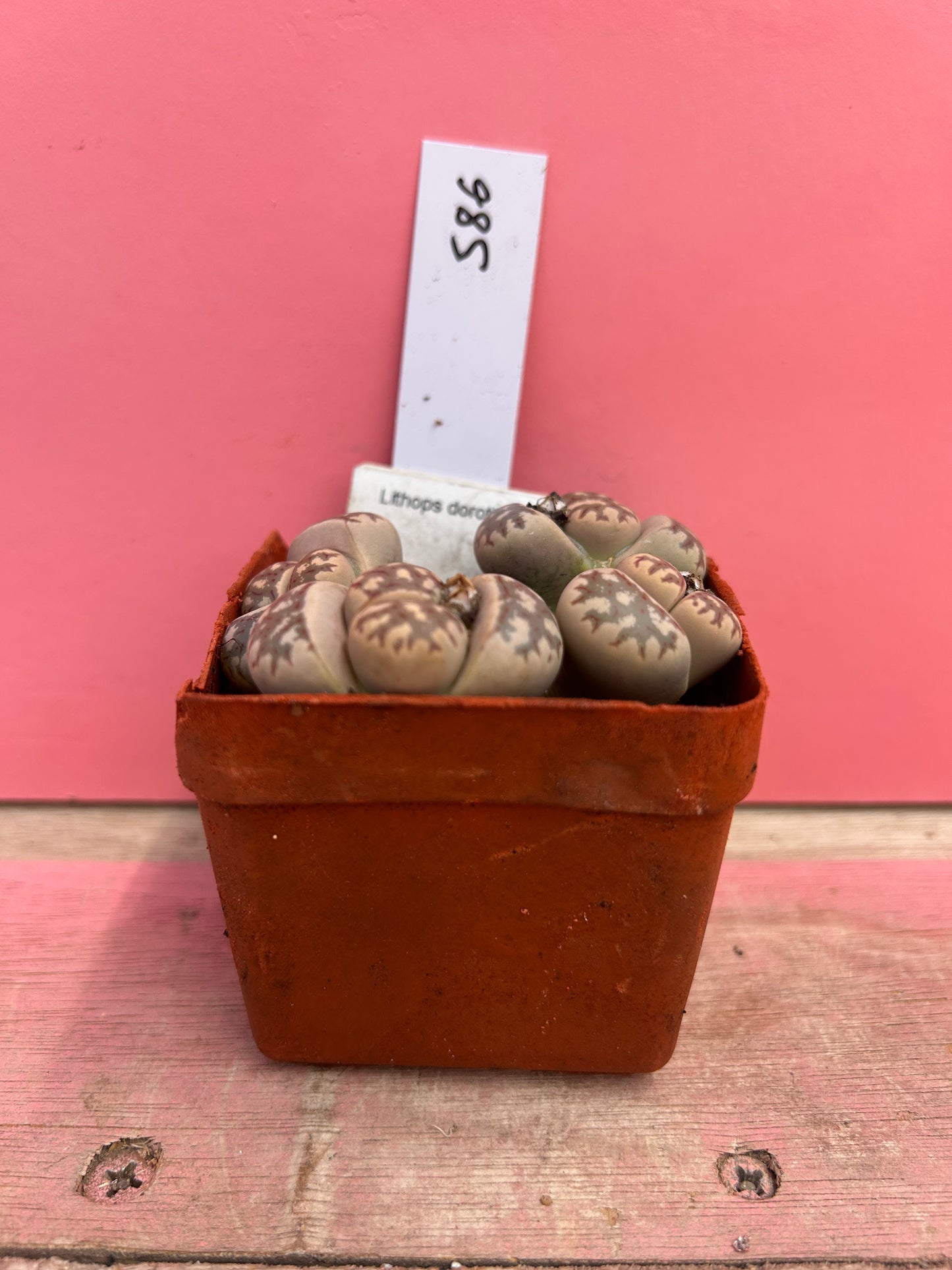 Lithops dorothea (586)