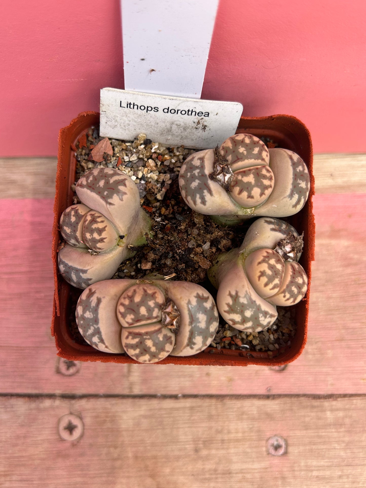 Lithops dorothea (586)