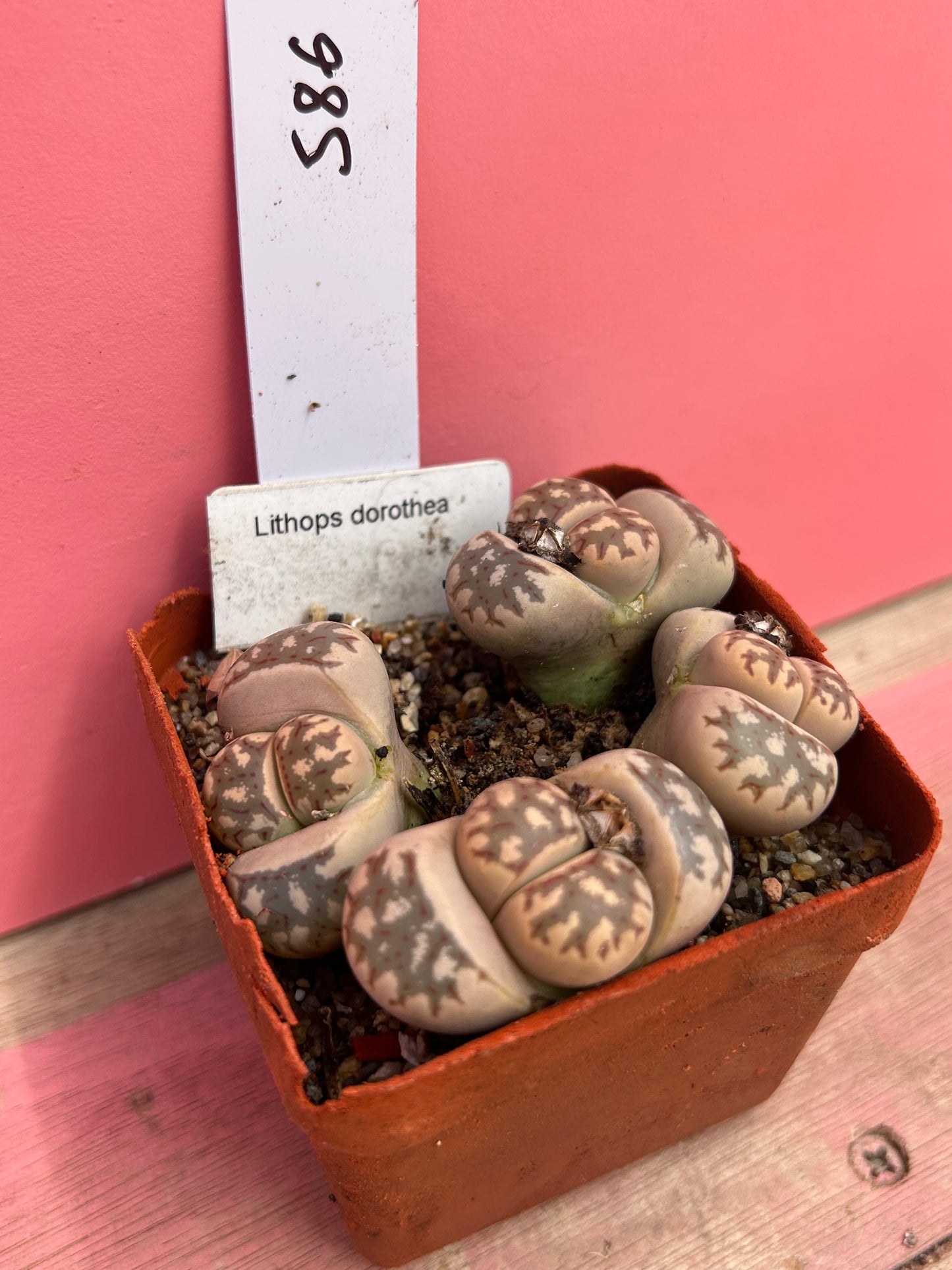 Lithops dorothea (586)