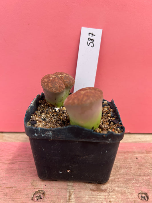 Lithops species (587)