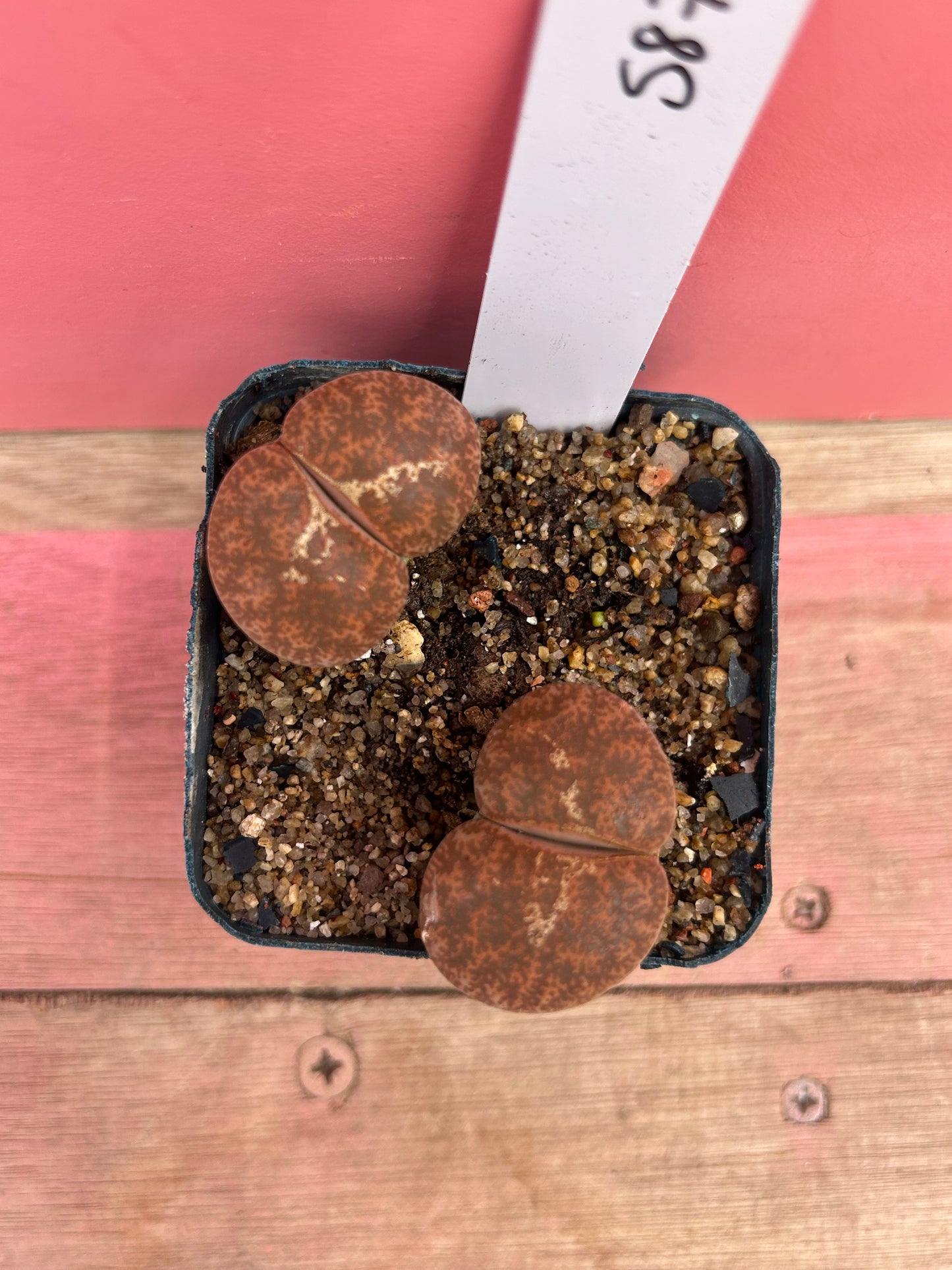 Lithops species (587)