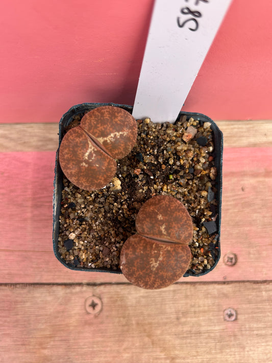 Lithops species (587)