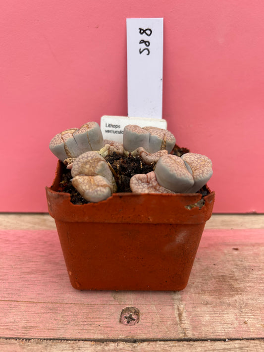 Lithops verruculosa v. glabra (588)