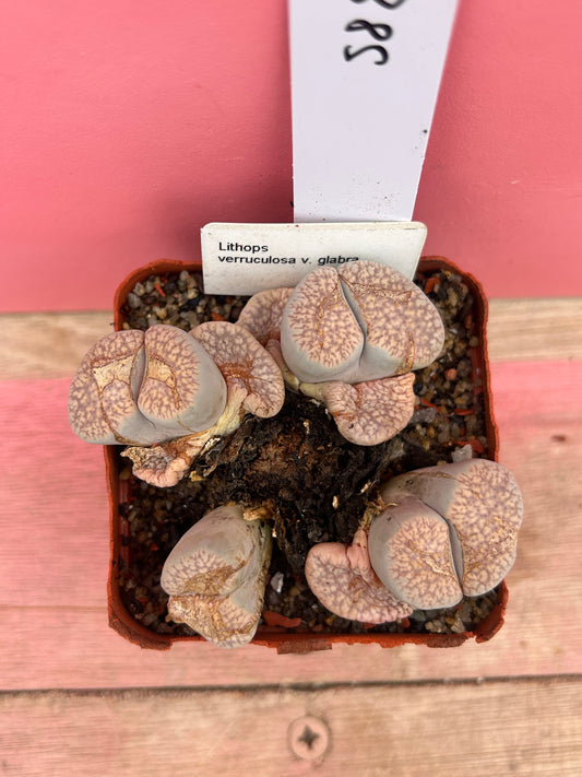 Lithops verruculosa v. glabra (588)