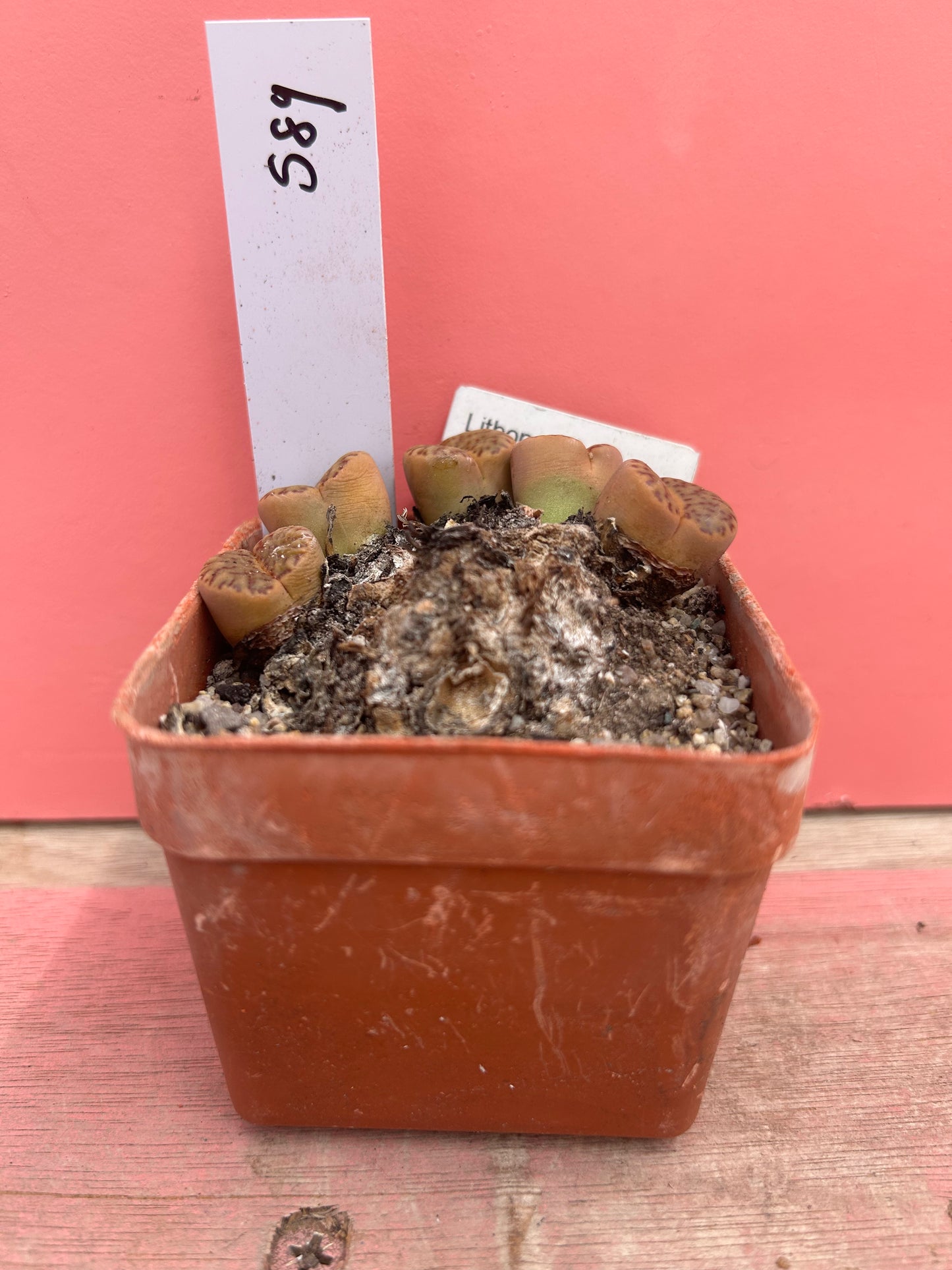 Lithops bromfiedii var. insularis (589)