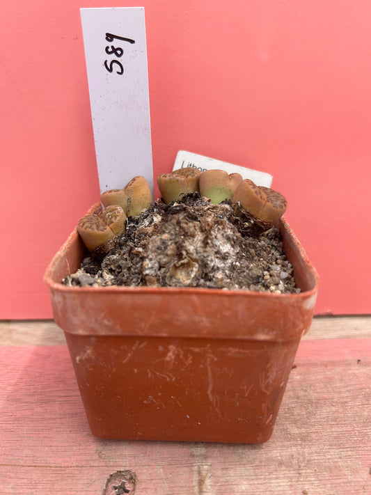 Lithops bromfiedii var. insularis (589)