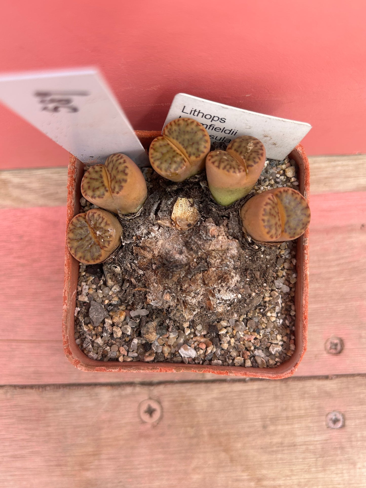 Lithops bromfiedii var. insularis (589)