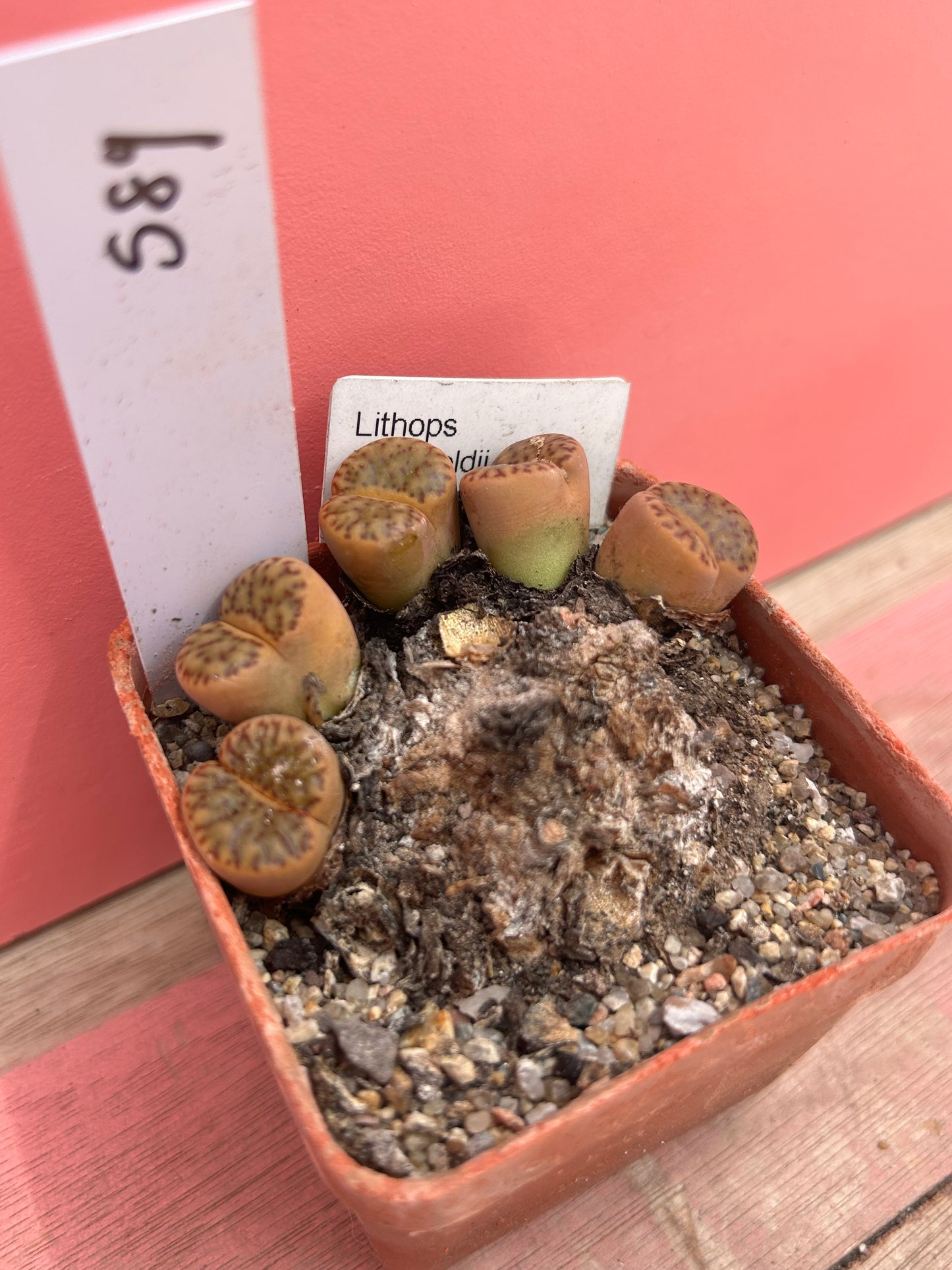 Lithops bromfiedii var. insularis (589)