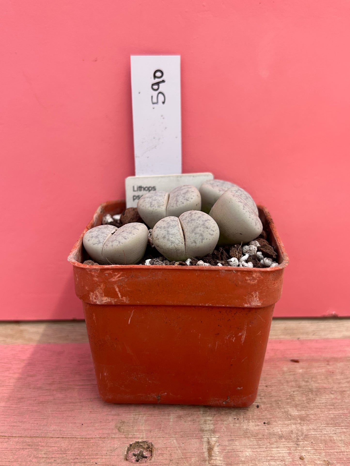 Lithops pseudotruncatella (590)