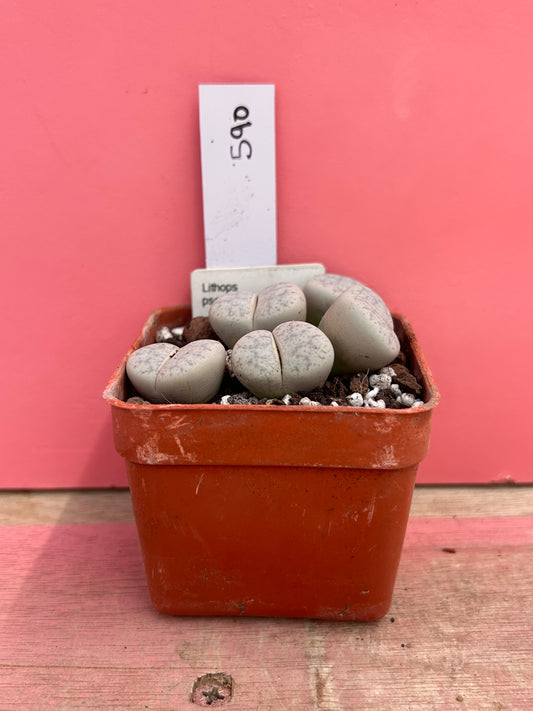 Lithops pseudotruncatella (590)