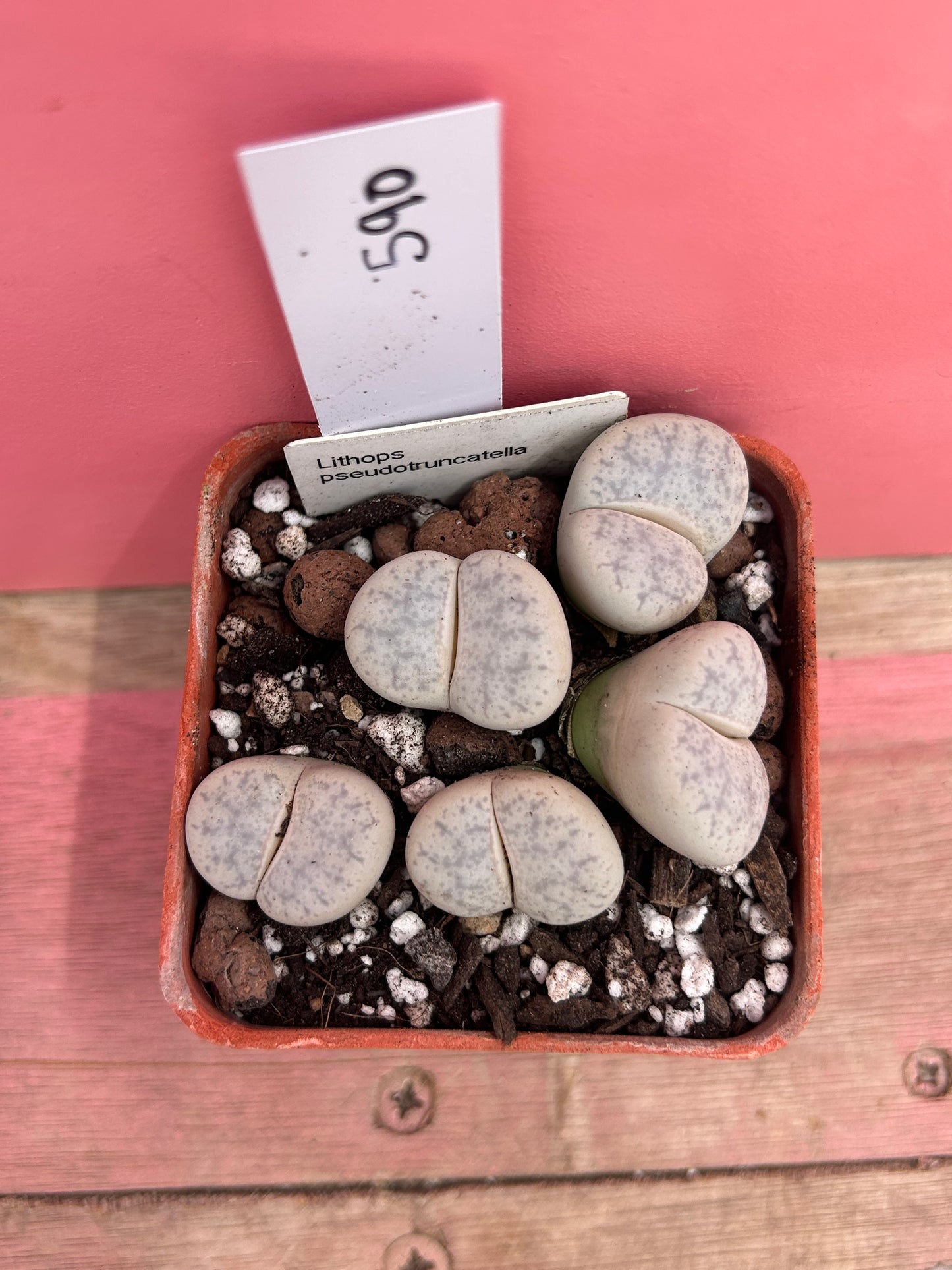 Lithops pseudotruncatella (590)