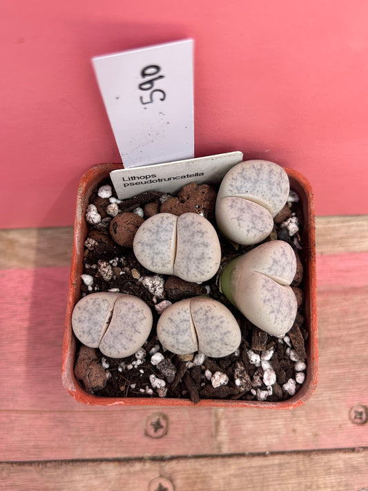 Lithops pseudotruncatella (590)
