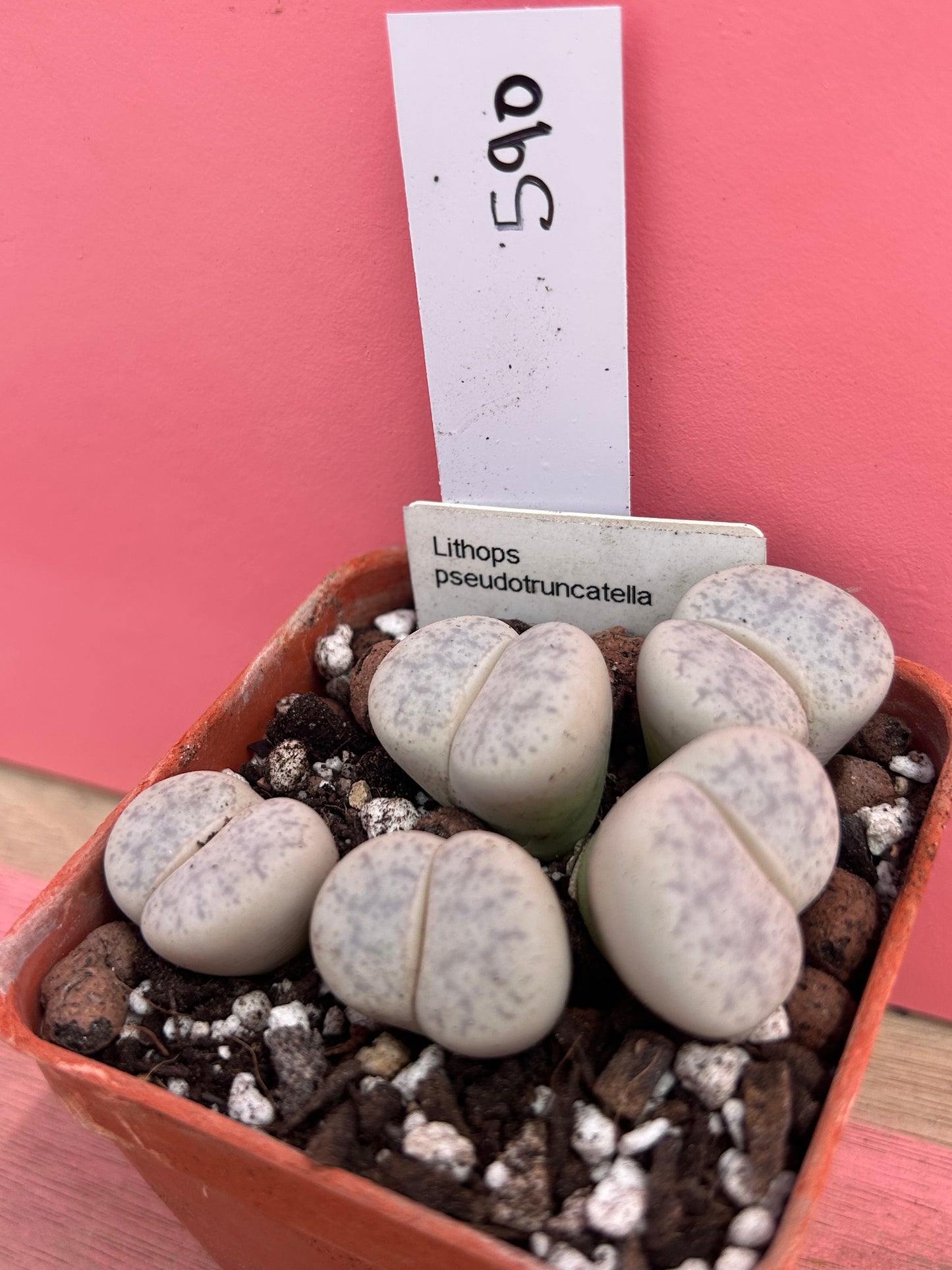 Lithops pseudotruncatella (590)
