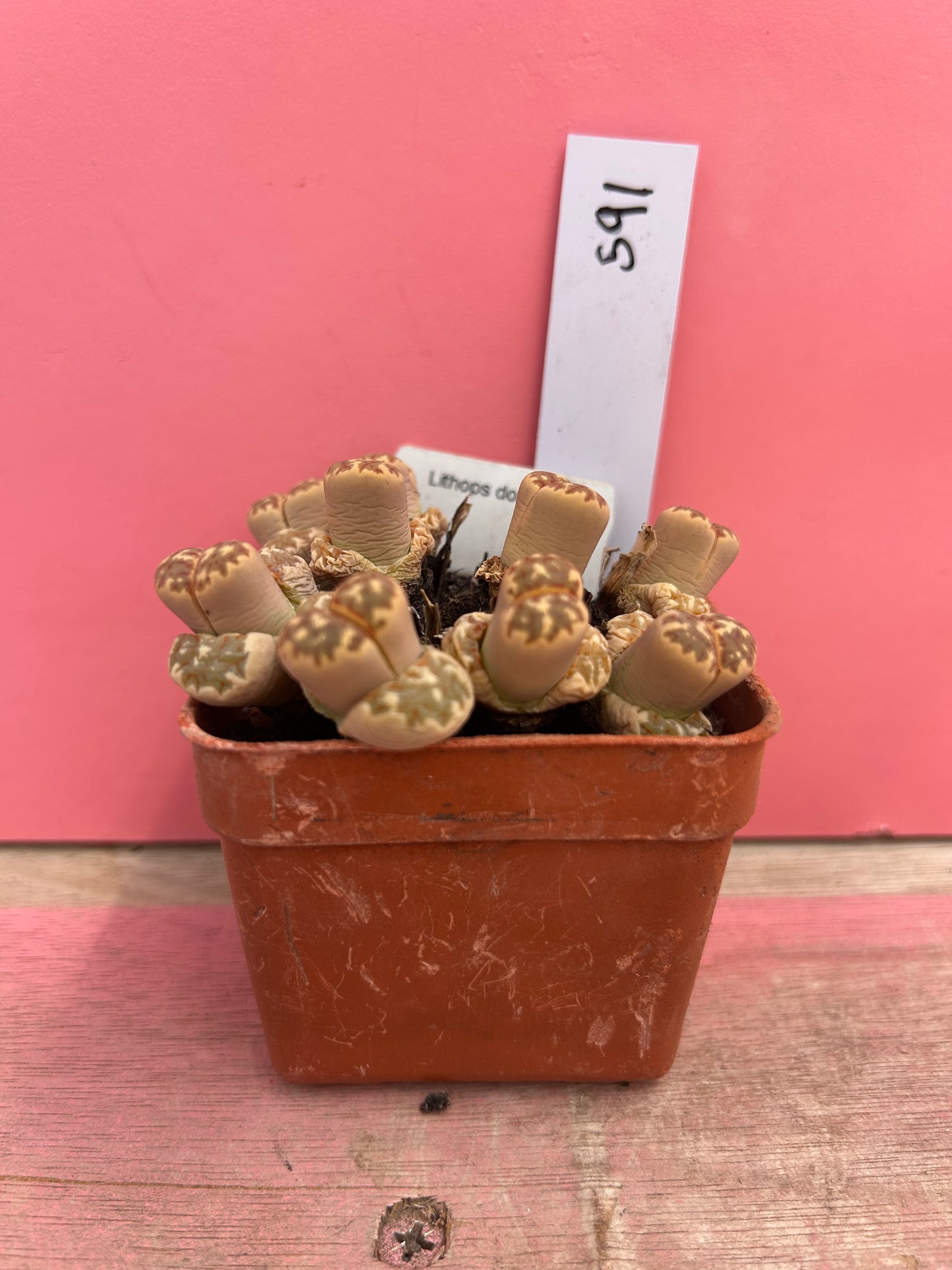 Lithops dorothea (591)