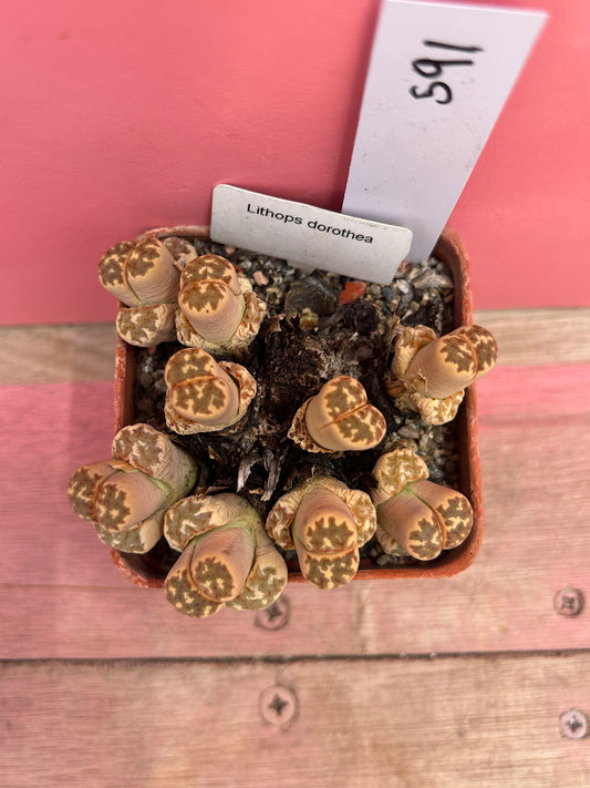 Lithops dorothea (591)