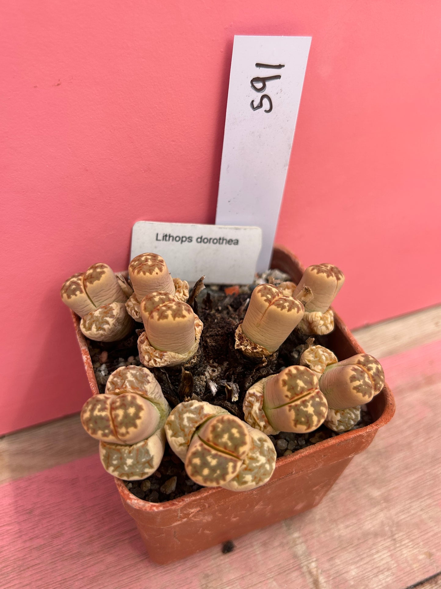 Lithops dorothea (591)