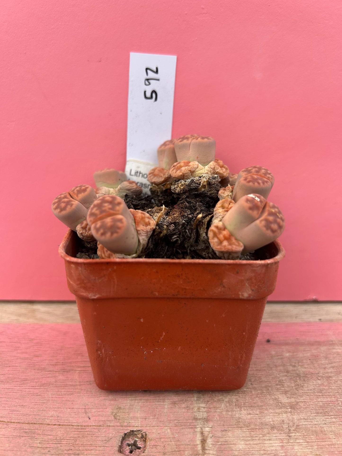 Lithops karasmontana 'Jacoboeniana' (592)
