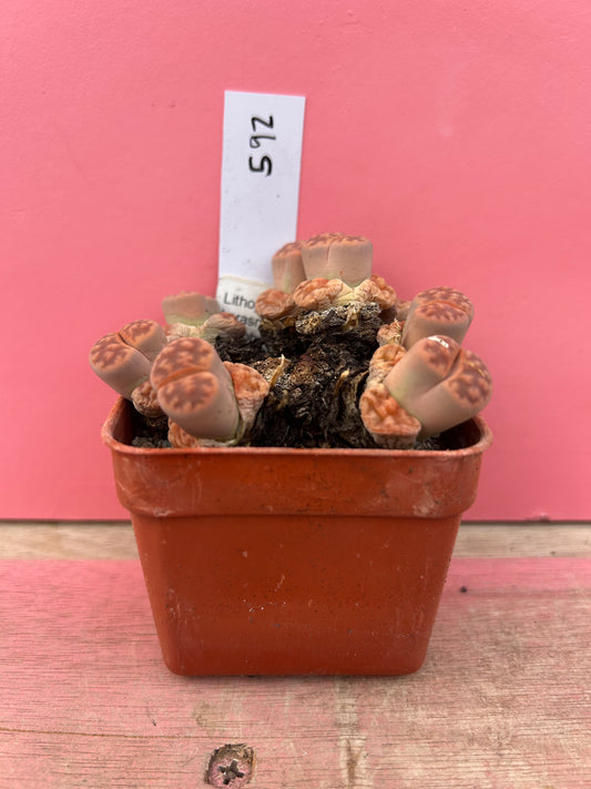 Lithops karasmontana 'Jacoboeniana' (592)
