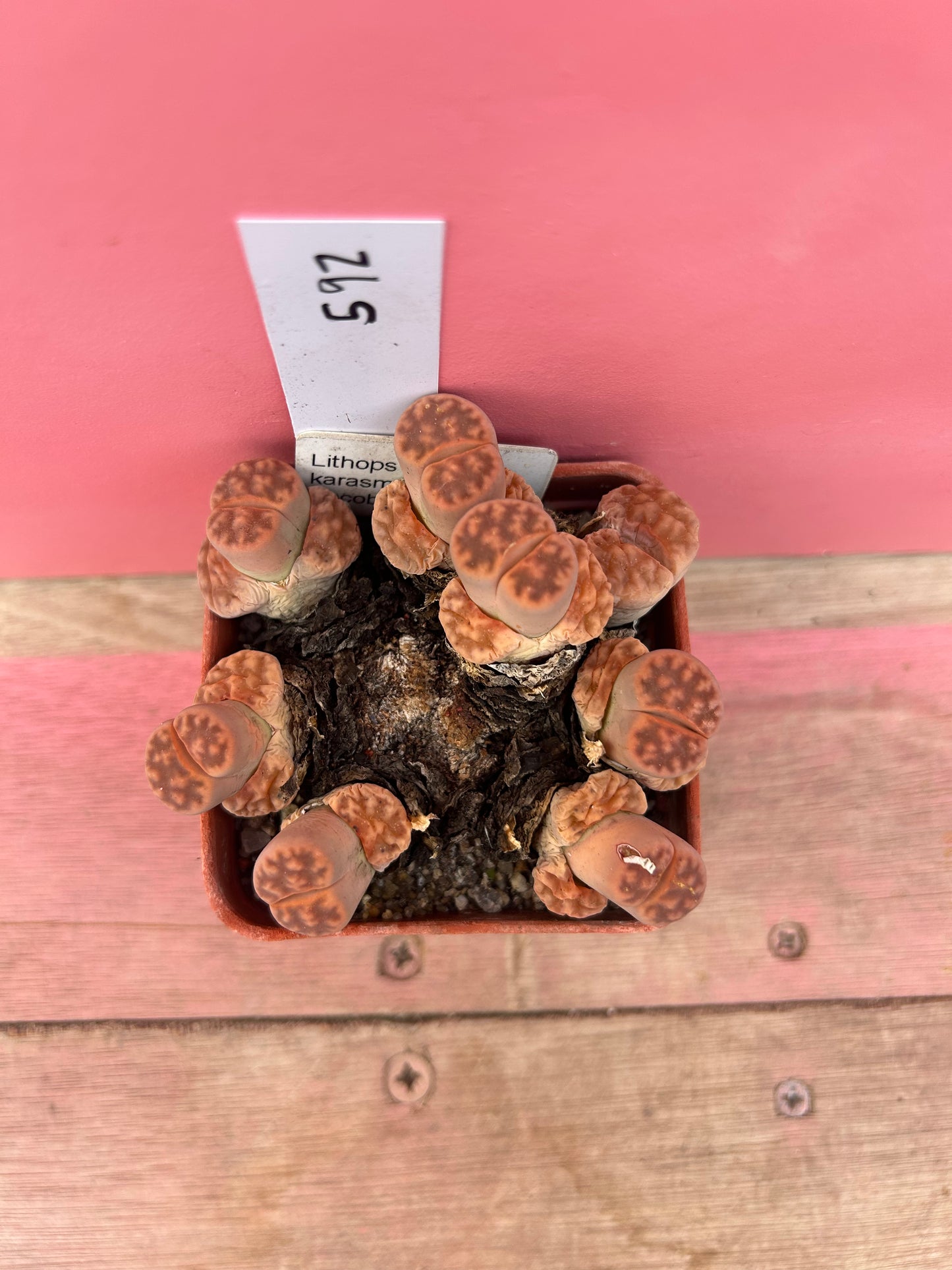Lithops karasmontana 'Jacoboeniana' (592)