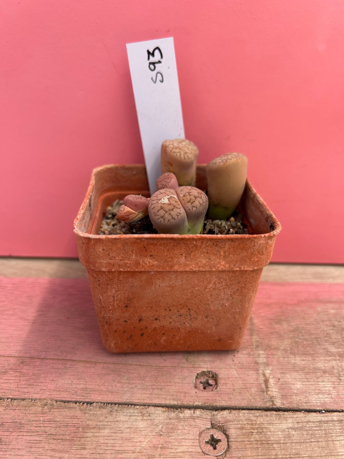 Lithops dinteranthus 'Stones Throw' (593)