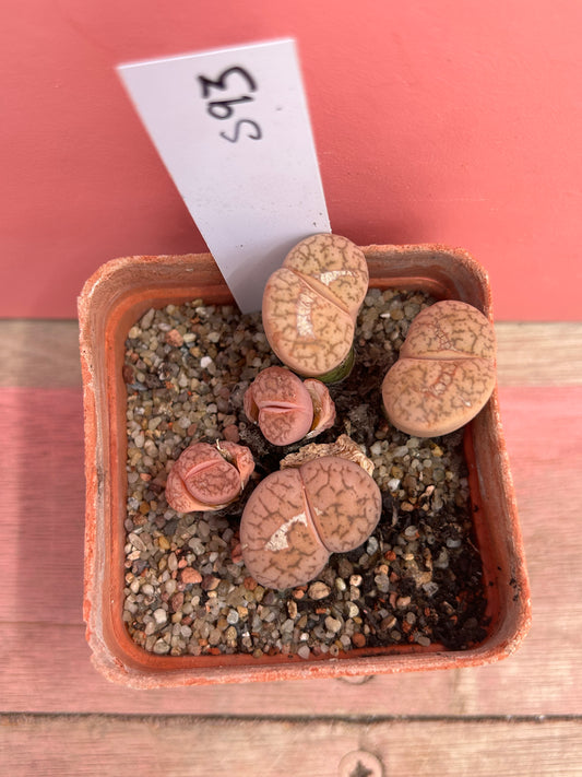 Lithops dinteranthus 'Stones Throw' (593)