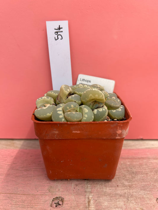 Lithops otzeniana (594)