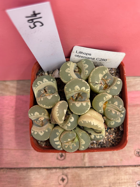Lithops otzeniana (594)