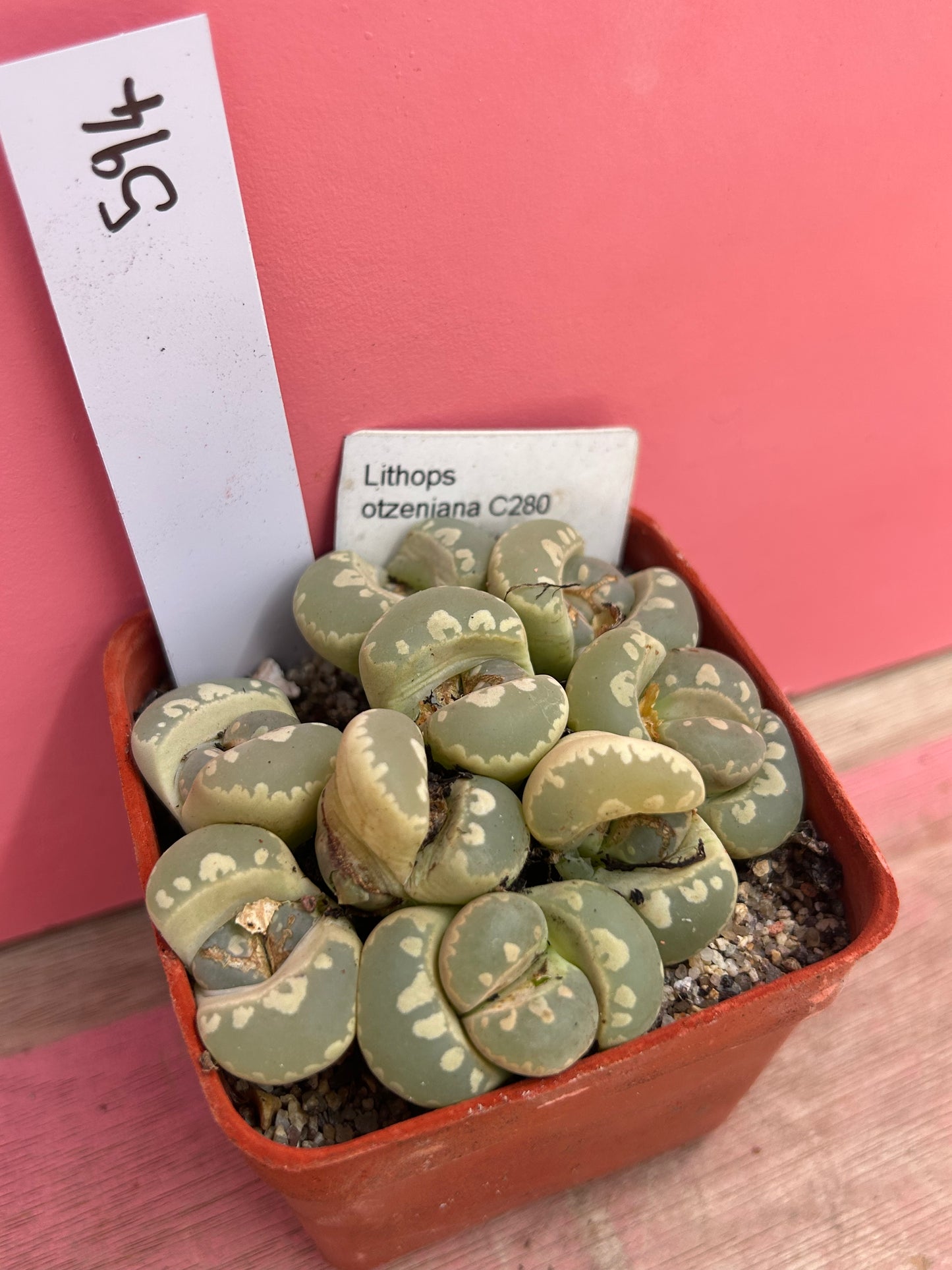 Lithops otzeniana (594)