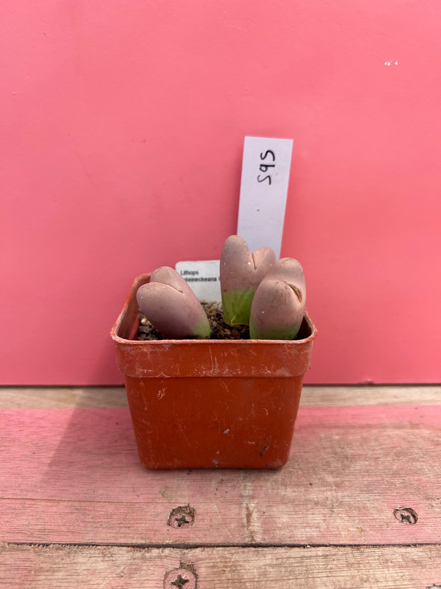 Lithops xsteineckeana (595)