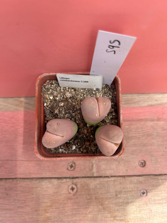Lithops xsteineckeana (595)