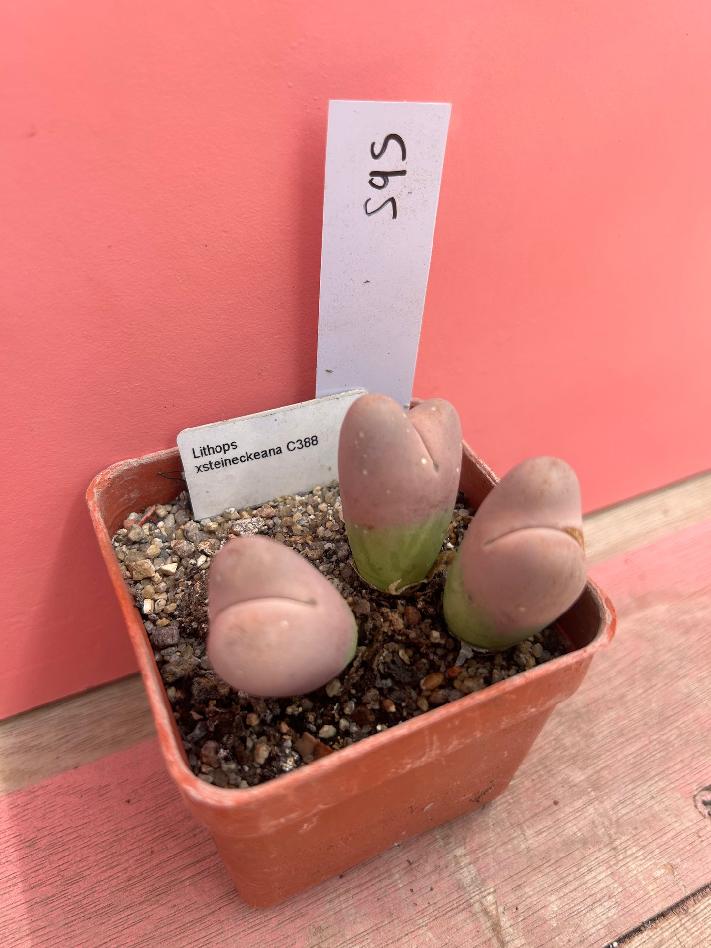 Lithops xsteineckeana (595)