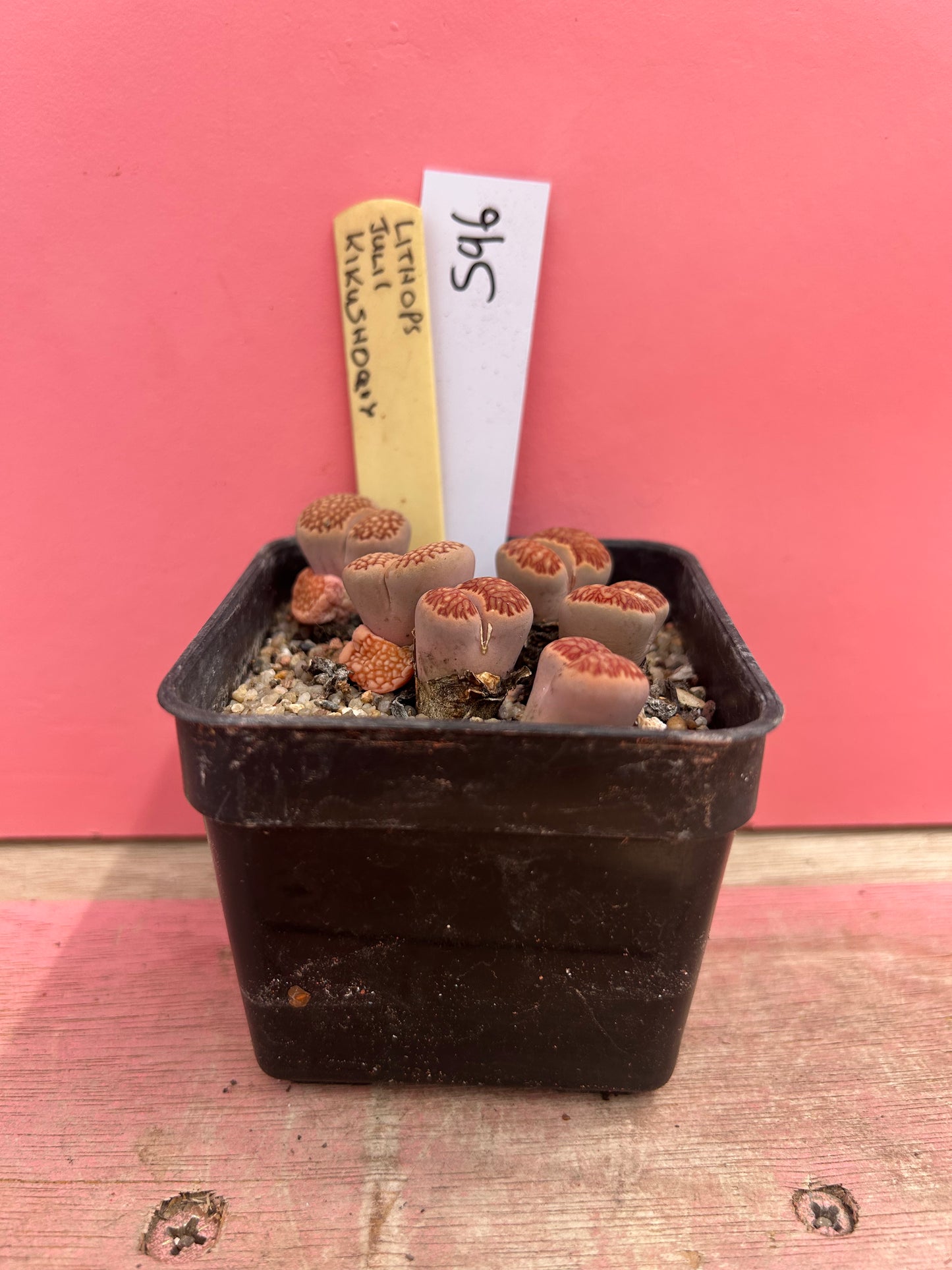 Lithops julii 'Kikusiyo Giyoku' (596)