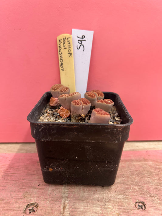 Lithops julii 'Kikusiyo Giyoku' (596)