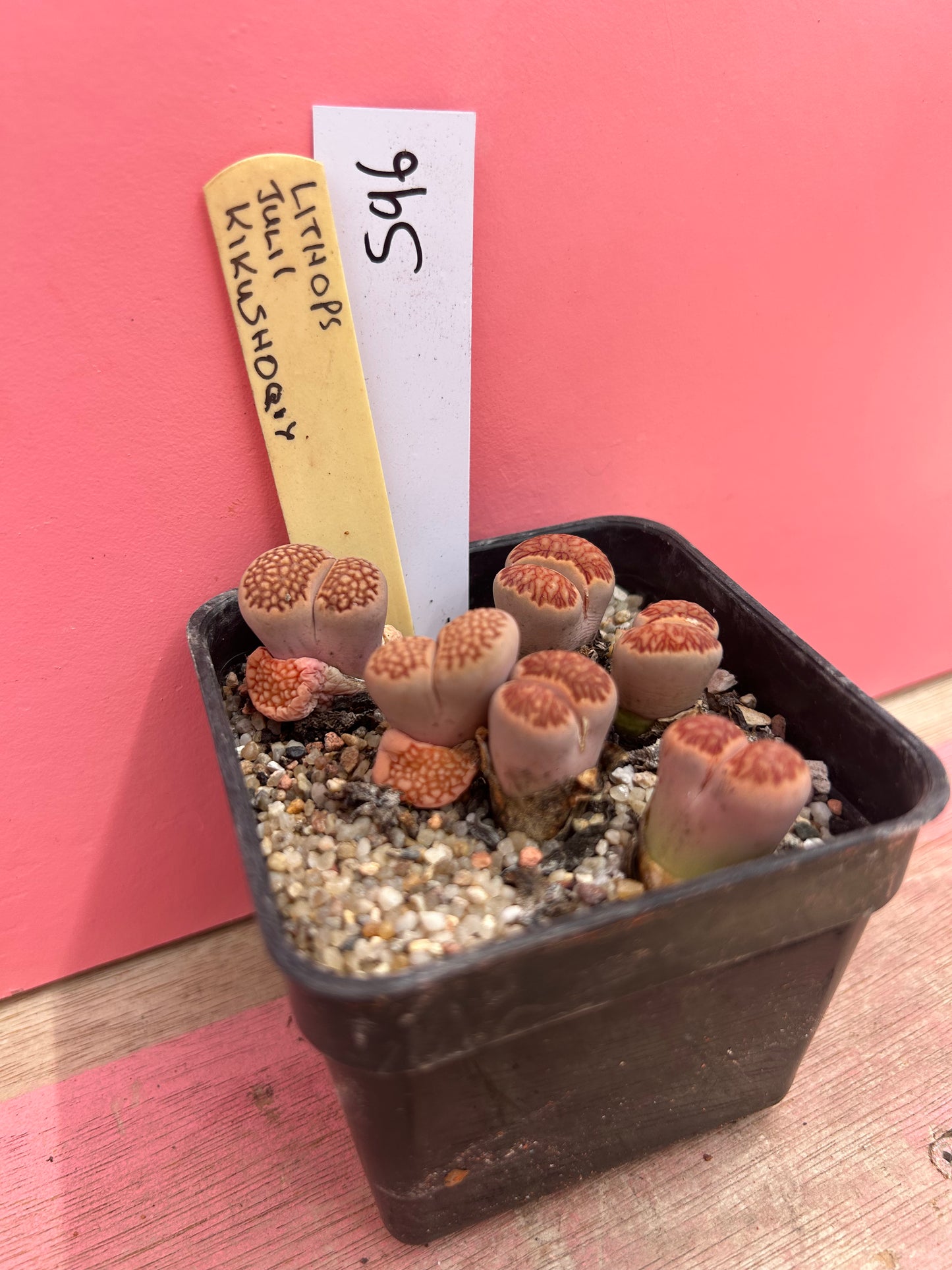 Lithops julii 'Kikusiyo Giyoku' (596)