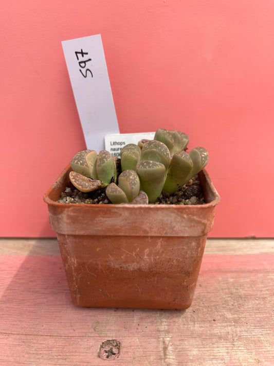 Lithops naureeniae (597)