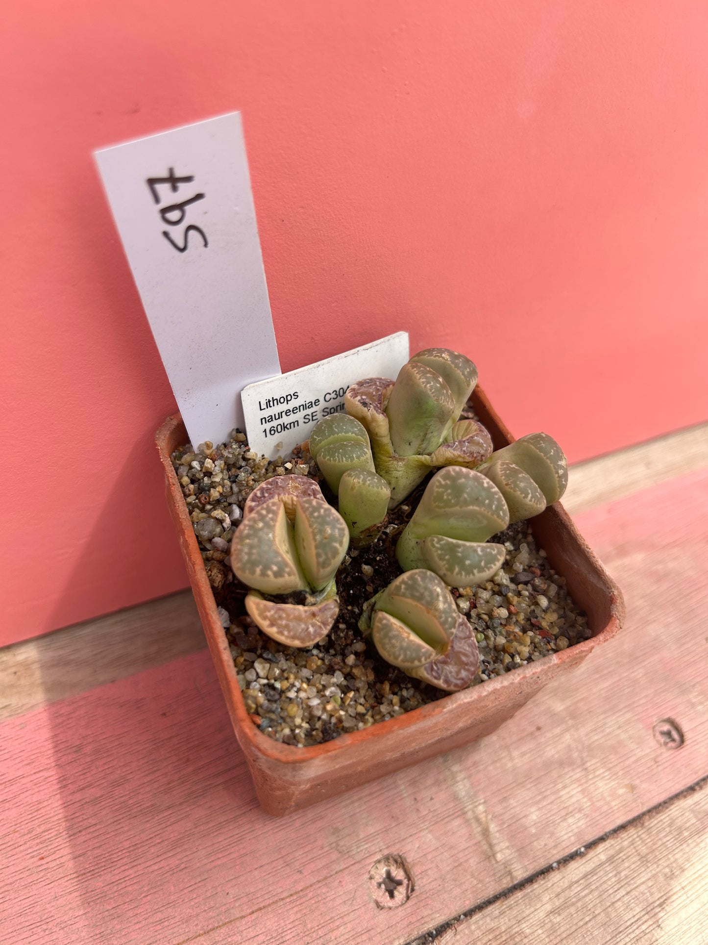 Lithops naureeniae (597)