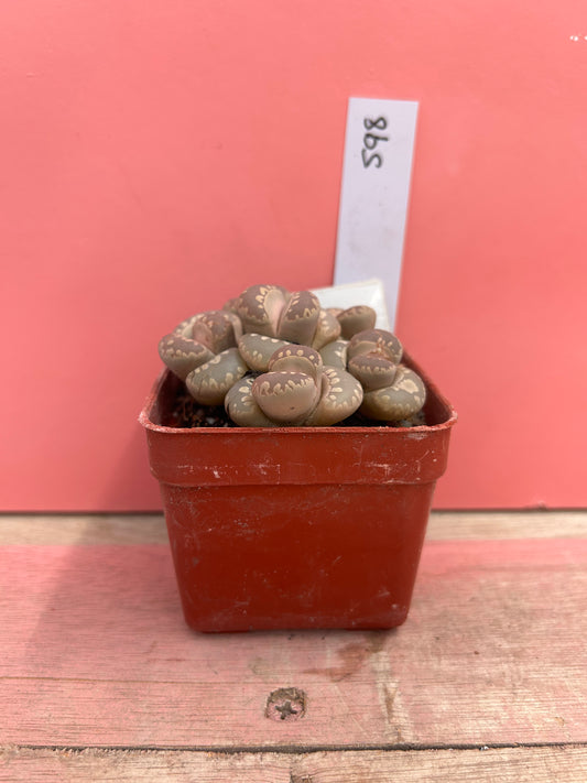 Lithops otzeniana (598)