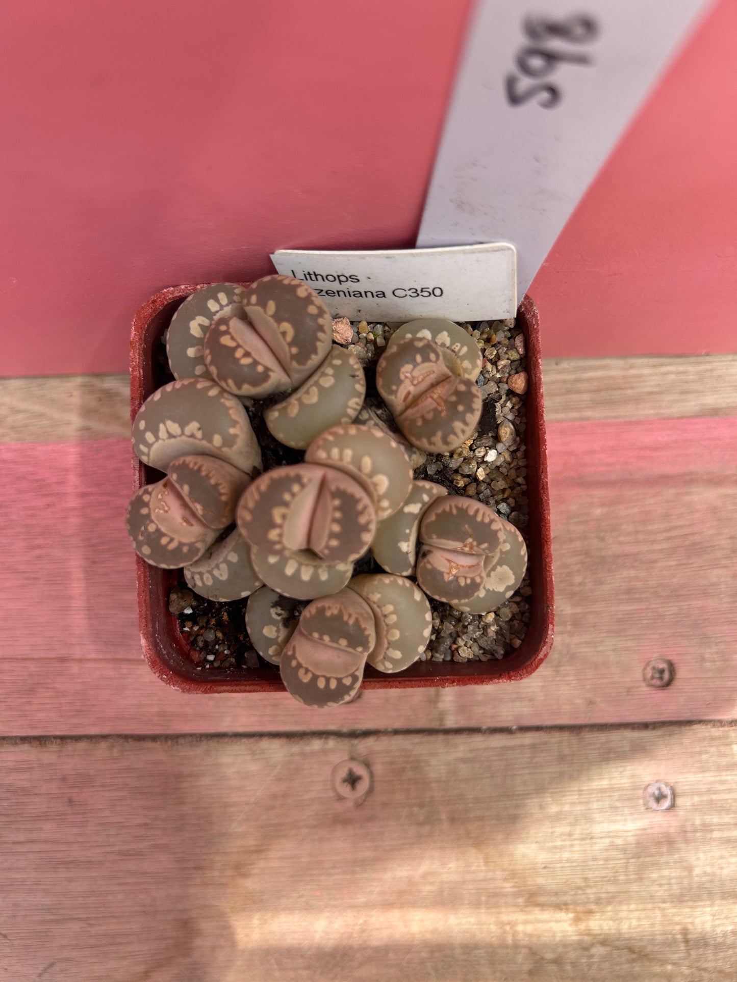 Lithops otzeniana (598)